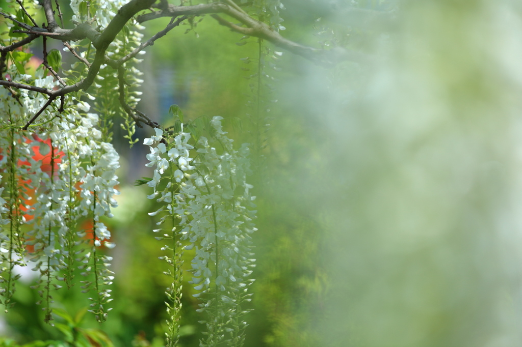 White wisteria