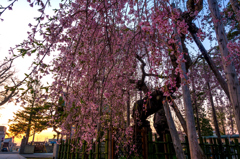 夕暮れの枝垂桜 I