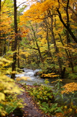 紅葉の奥入瀬渓流 18