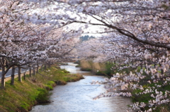 花切川の桜 I