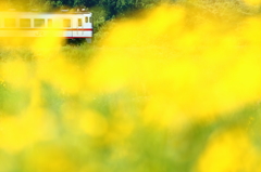 黄色い世界〜キハ40