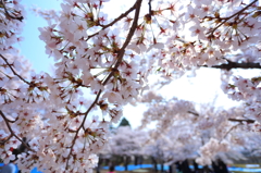 盛岡の桜 VII