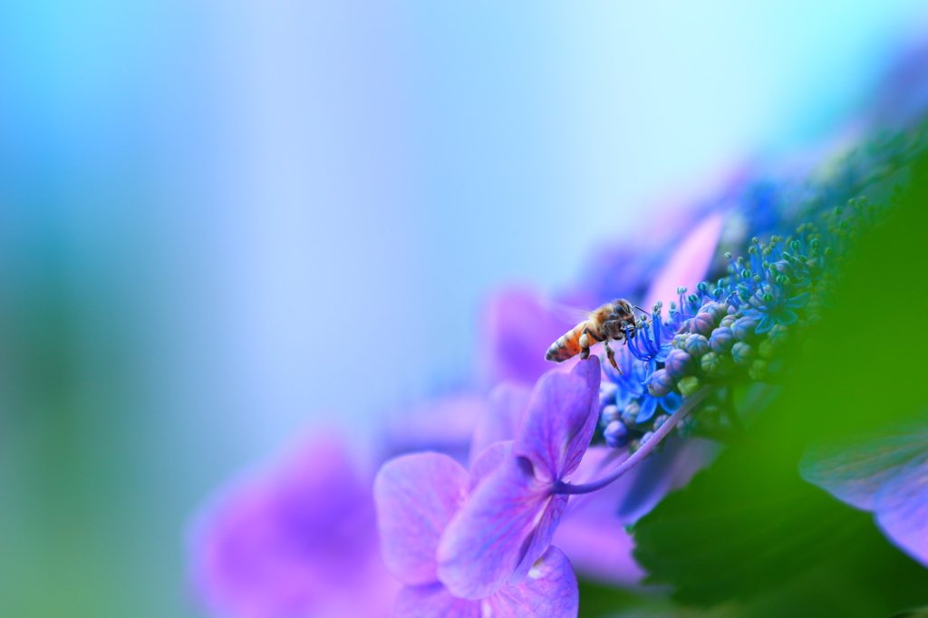 花粉だんご