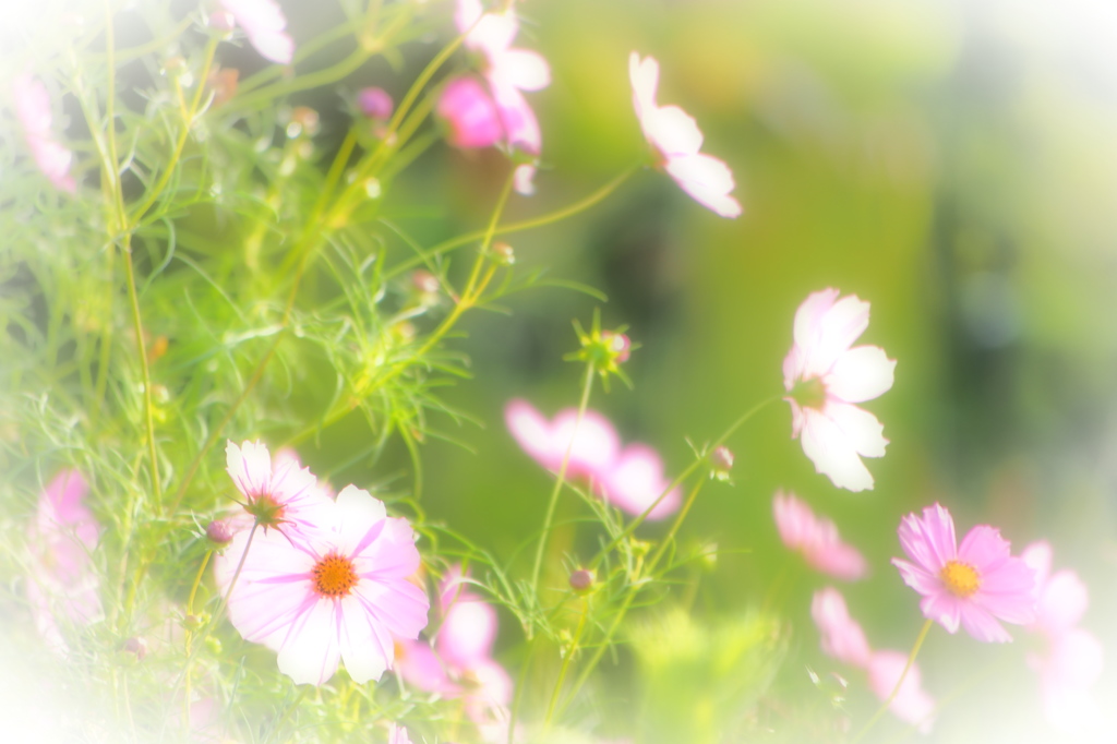 淡花 I