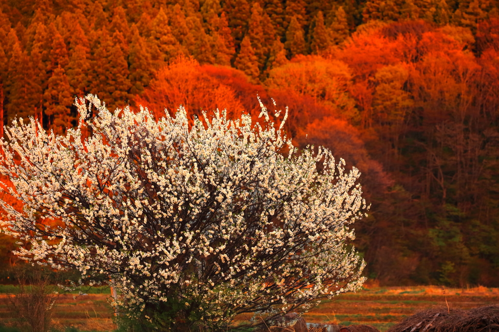 燃える桜