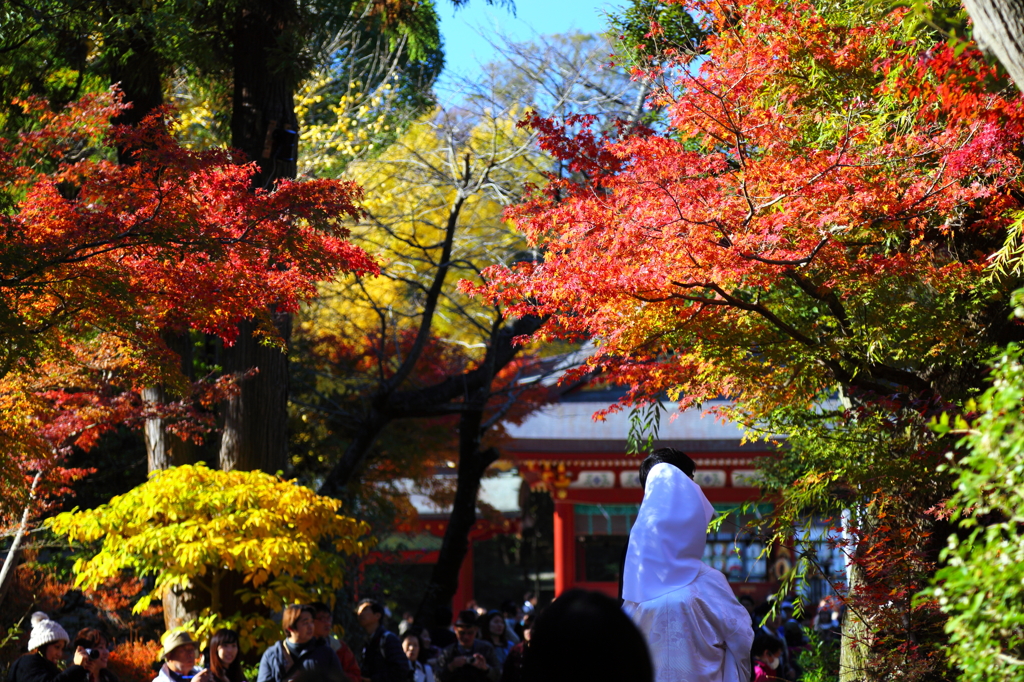 鶴岡八幡宮の秋 03