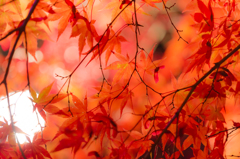 maple