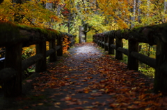 紅葉の奥入瀬渓流 52