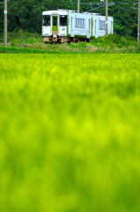 稲穂の絨毯 I