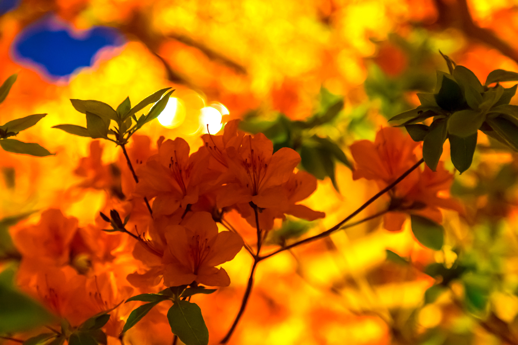 暖かい光の中で・・・