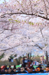 盛岡の桜 XII