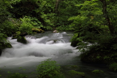 新緑の奥入瀬渓流