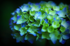 Hydrangea of rain I