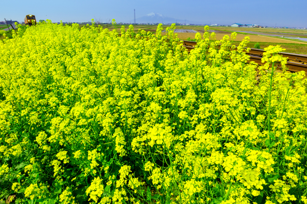 菜の花列車 II