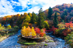 もみじ山の紅葉 V