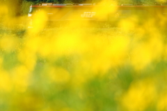 黄色い世界〜金太郎