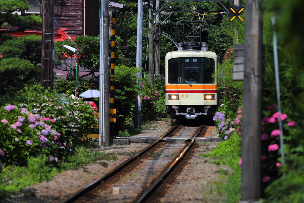 紫陽花路線