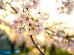 盛岡・朝桜 II
