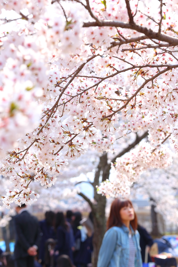 盛岡の桜 IX