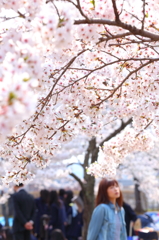 盛岡の桜 IX