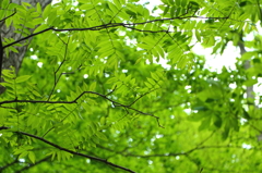 Green Light