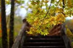 紅葉の奥入瀬渓流 53