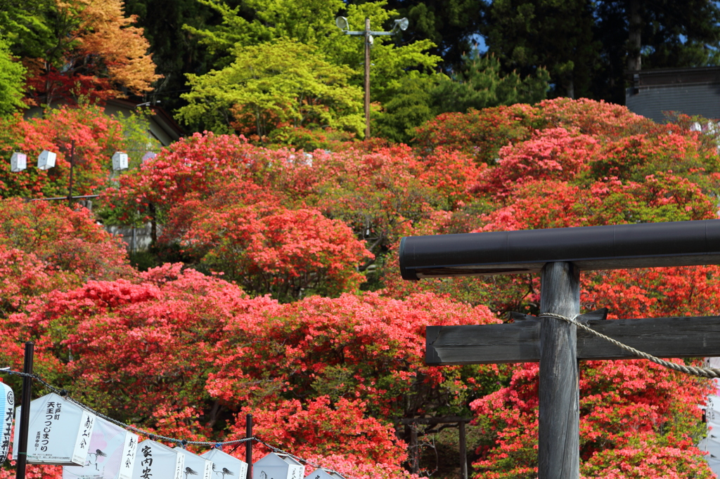 天王神社のつつじまつり