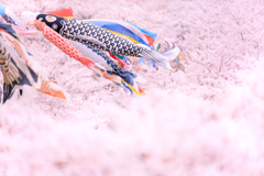 鯉のぼり桜幻想 II