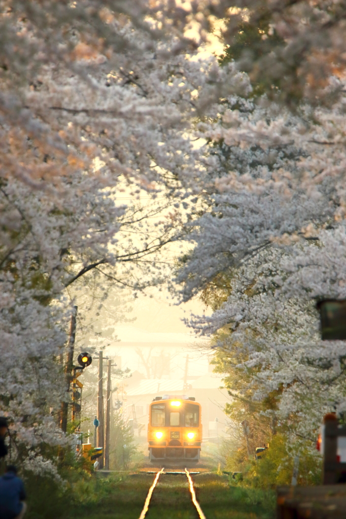 津鉄の春 2015 II