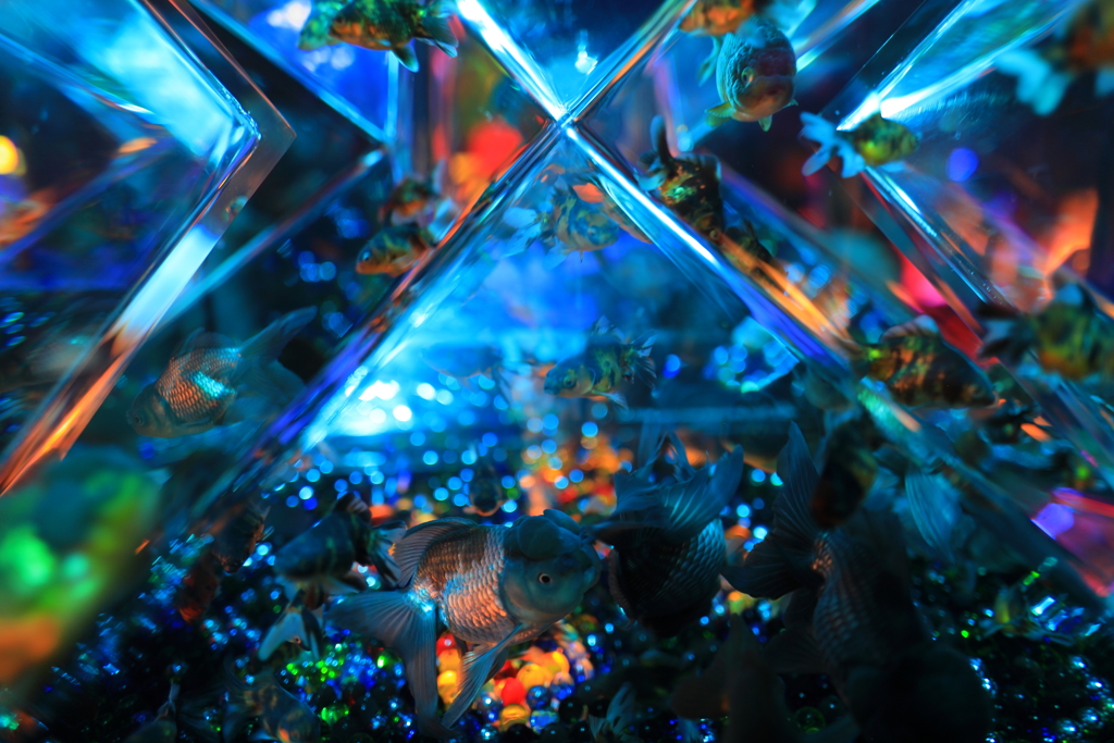 アートアクアリウム2019 XVIII