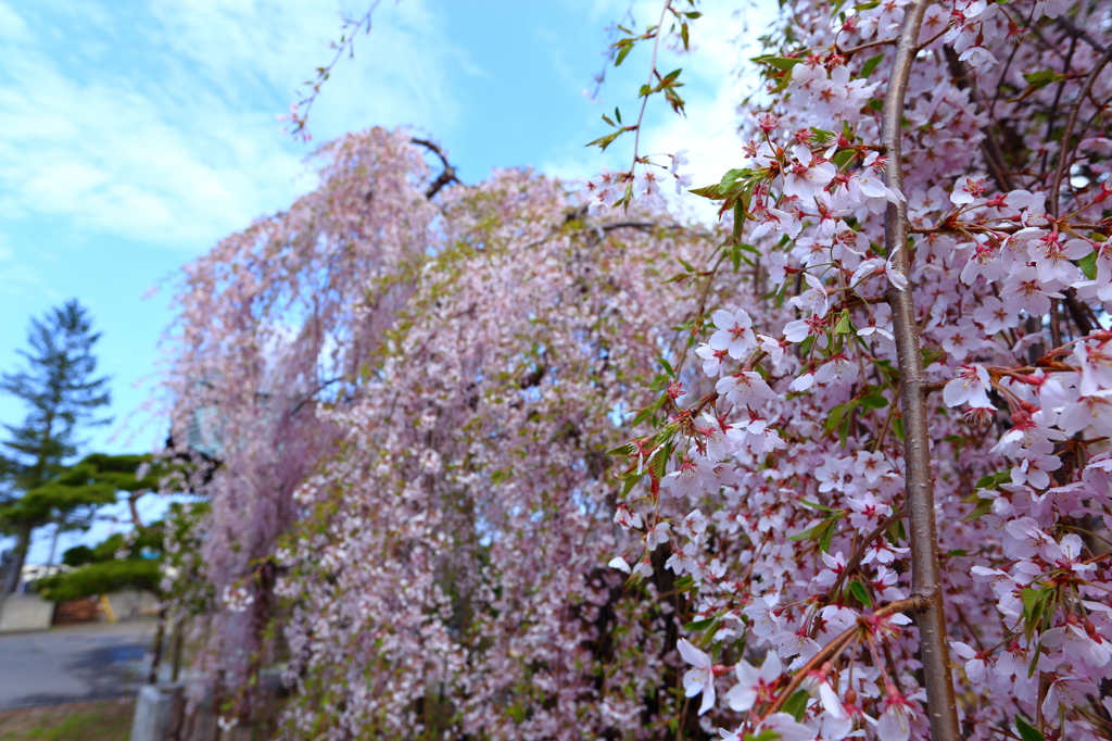 西光寺の桜 IV
