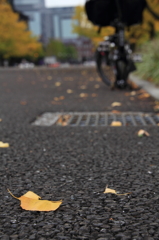 色づき始めたイチョウ