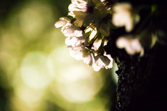 十和田駒街道の桜