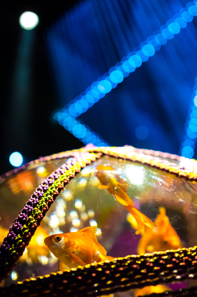 アートアクアリウム2015 VIII