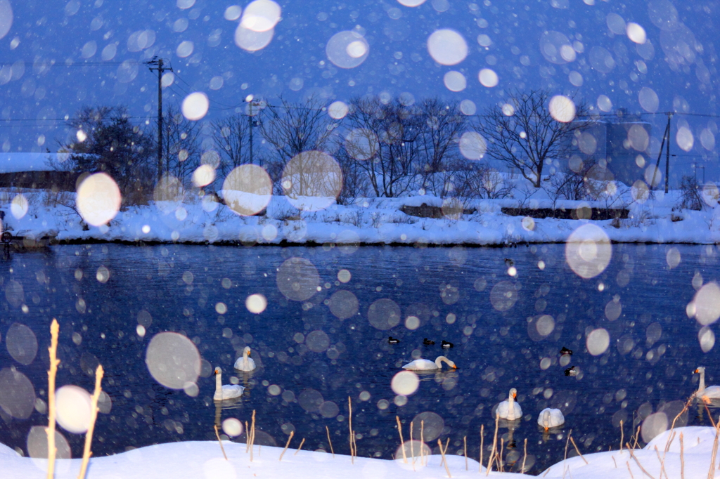 Swans in the Snow