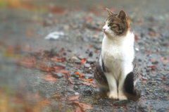 大平台の猫