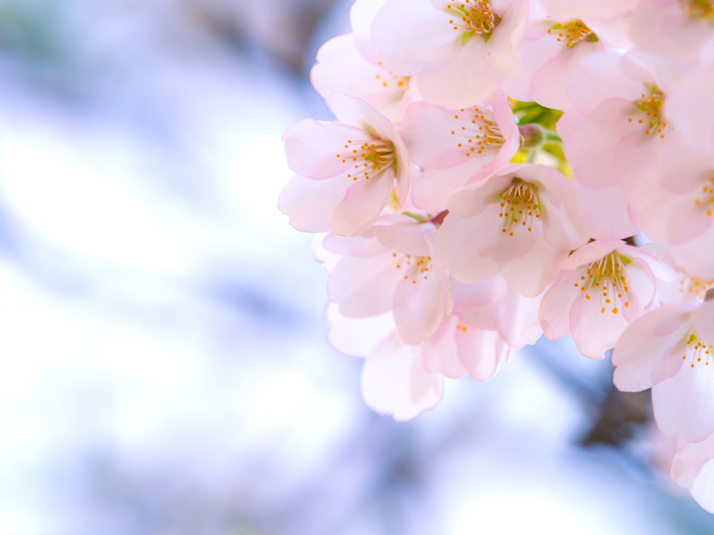 盛岡・朝桜 XIV