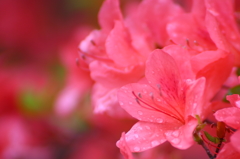 雨上がりのつつじ