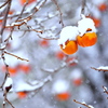 雪柿