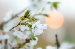 夕暮れのいちょう公園の桜 夕暮れのいちょう公園の桜