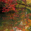都会の紅葉 I