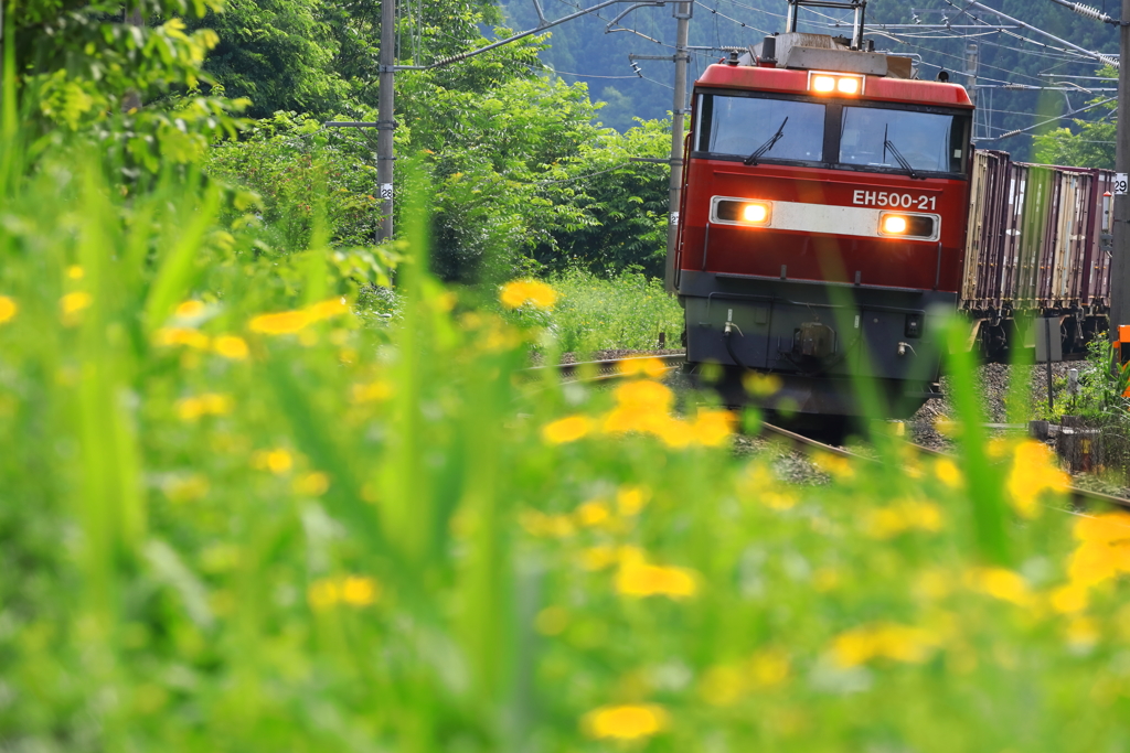 夏 始まりました I