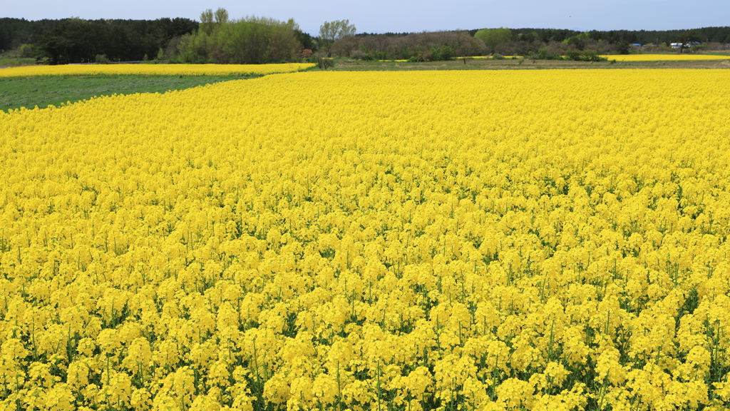 点在する菜の花畑 I