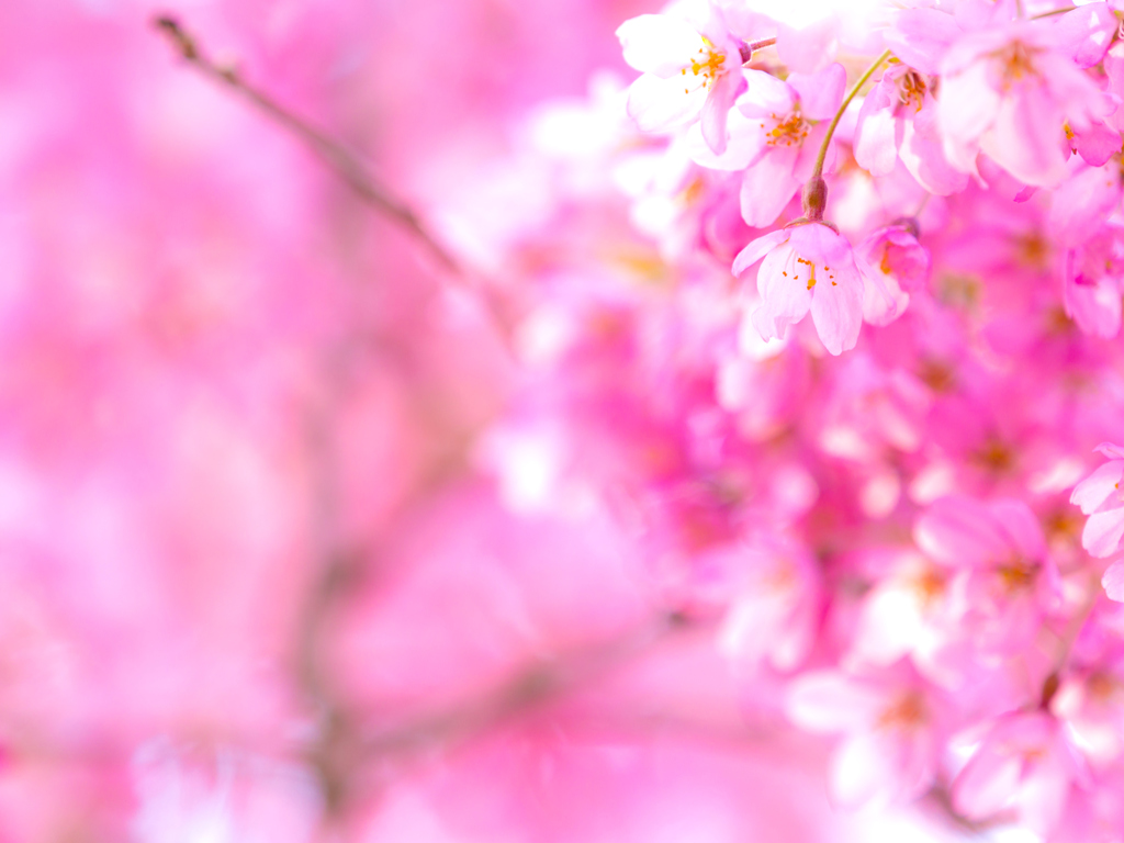 盛岡・朝桜 XI