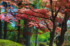 七戸城趾の春もみじ