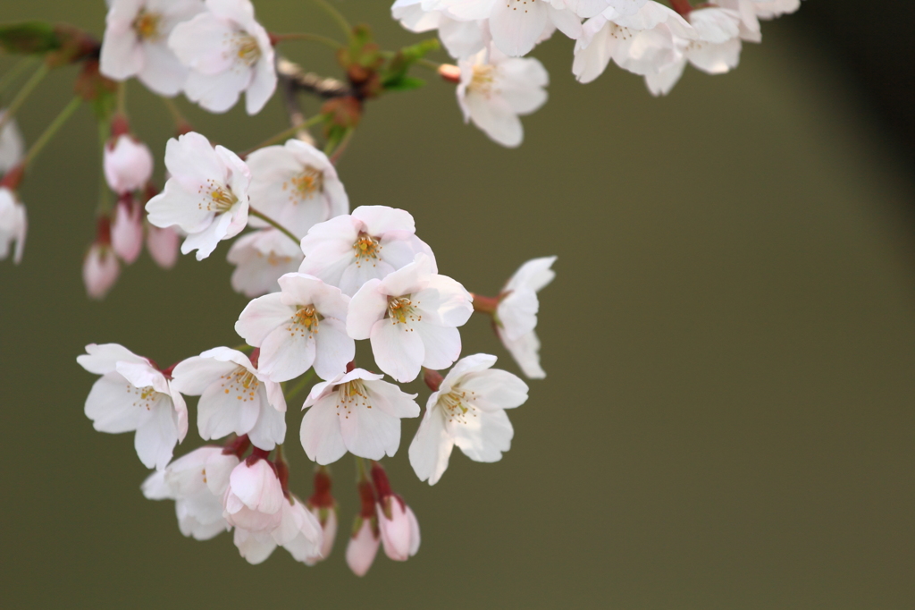 盛岡城跡内丸緑地の桜