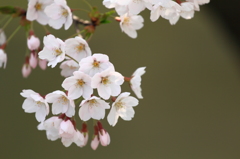 盛岡城跡内丸緑地の桜 盛岡城跡内丸緑地の桜