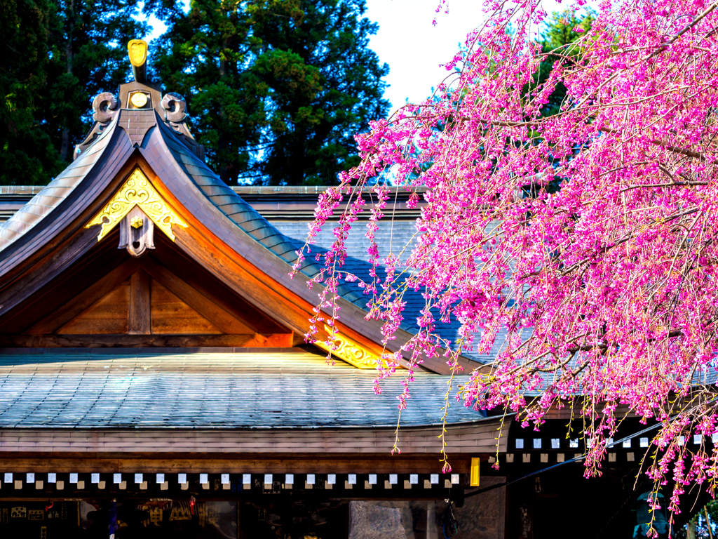 盛岡・朝桜 X