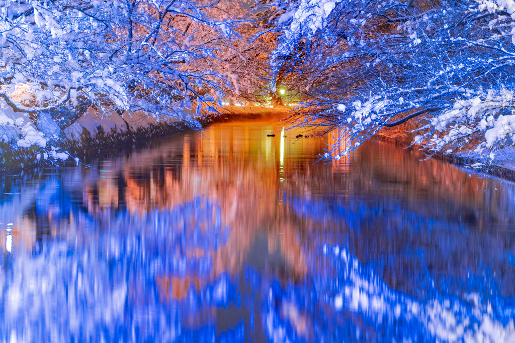 冬の青桜