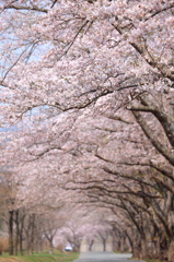 夜越山の桜 I